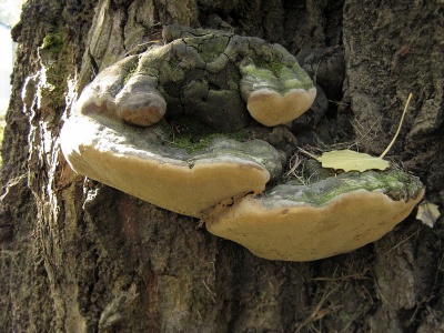 Que faire contre les champignons sur un pommier : comment combattre le parasite et comment traiter l’arbre ?