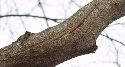 Fissures dues au gel sur les pommiers et autres arbres fruitiers : comment traiter les troncs et les branches