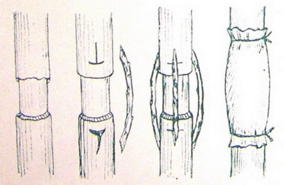 Fissures dues au gel sur les pommiers et autres arbres fruitiers : comment traiter les troncs et les branches