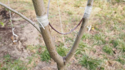 Fissures dues au gel sur les pommiers et autres arbres fruitiers : comment traiter les troncs et les branches