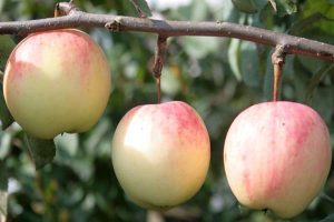 Pommier Kulikovskoye : caractéristiques de la variété et entretien