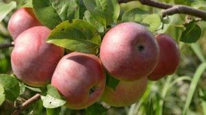 Pommier Yubiley Moskvy : caractéristiques de la variété et entretien