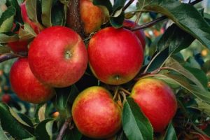 Pommier Elstar : caractéristiques de la variété et entretien