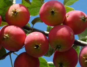Pommier Sayanskoye (Martyanovskoye) : caractéristiques de la variété et entretien