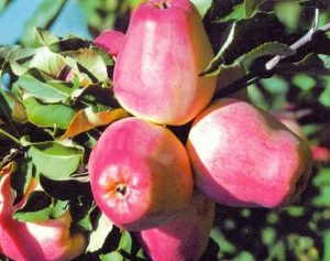 Pommier « Mémoire de Yesaul » : caractéristiques de la variété et entretien