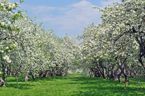 Pommier Olympic : caractéristiques de la variété et entretien