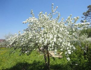 Pommier Yubiley Moskvy : caractéristiques de la variété et entretien