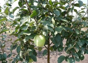 Pommier « Mémoire de Yesaul » : caractéristiques de la variété et entretien