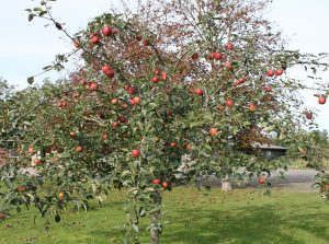 Pommier Elstar : caractéristiques de la variété et entretien