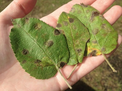 Taches brunes sur les feuilles du pommier : de quoi s’agit-il et comment les traiter ?