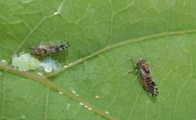 Taches brunes sur les feuilles du pommier : de quoi s’agit-il et comment les traiter ?