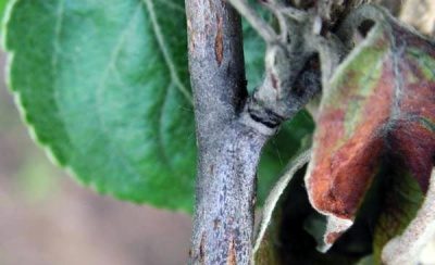 Taches brunes sur les feuilles du pommier : de quoi s’agit-il et comment les traiter ?