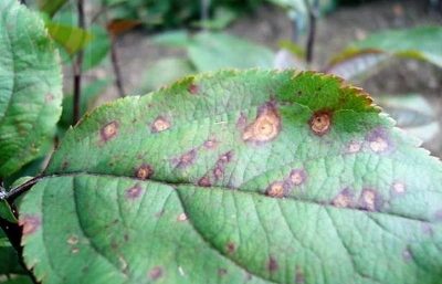 Taches brunes sur les feuilles du pommier : de quoi s’agit-il et comment les traiter ?