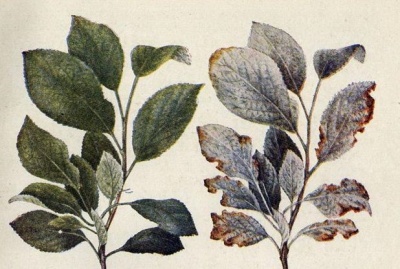 Brillance laiteuse sur les pommiers : traitement et prévention