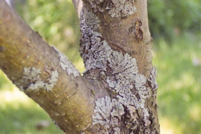Brillance laiteuse sur les pommiers : traitement et prévention