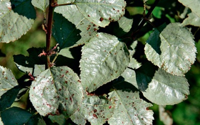 Brillance laiteuse sur les pommiers : traitement et prévention