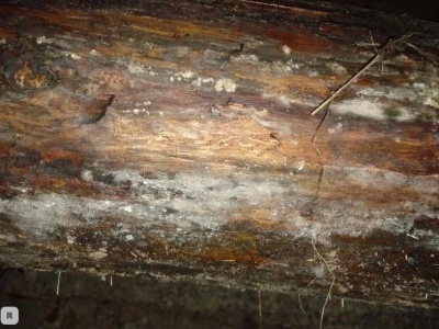 Brillance laiteuse sur les pommiers : traitement et prévention