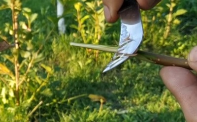 Greffage d'un pommier à la perceuse : instructions étape par étape et conseils pour améliorer le résultat