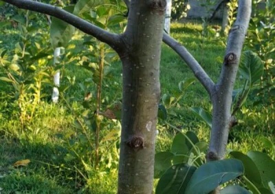 Greffage d'un pommier à la perceuse : instructions étape par étape et conseils pour améliorer le résultat