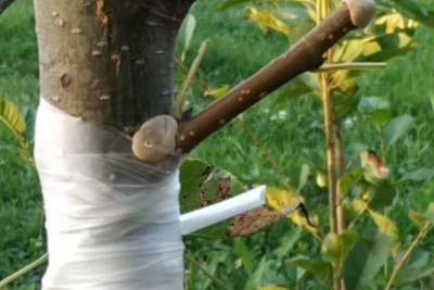 Greffage d'un pommier à la perceuse : instructions étape par étape et conseils pour améliorer le résultat