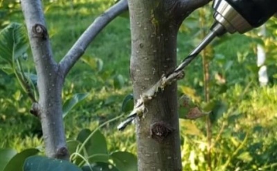 Greffage d'un pommier à la perceuse : instructions étape par étape et conseils pour améliorer le résultat