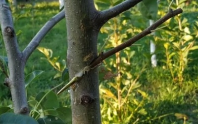 Greffage d'un pommier à la perceuse : instructions étape par étape et conseils pour améliorer le résultat