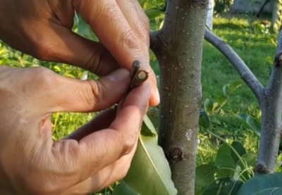 Greffage d'un pommier à la perceuse : instructions étape par étape et conseils pour améliorer le résultat