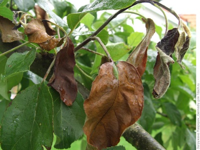 Taches noires sur les feuilles du pommier : causes et traitements