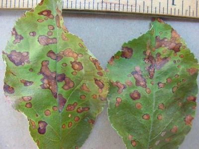 Taches noires sur les feuilles du pommier : causes et traitements