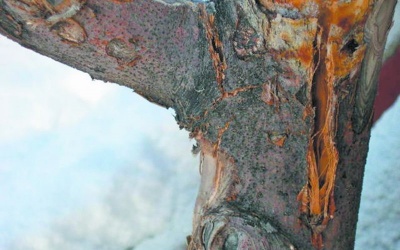 Comment soigner l'écorce abîmée et fissurée d'un pommier