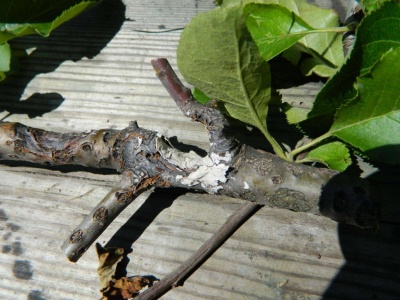 Comment soigner l'écorce abîmée et fissurée d'un pommier