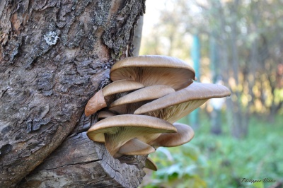 Comment soigner l'écorce abîmée et fissurée d'un pommier