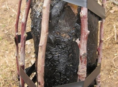 Comment soigner l'écorce abîmée et fissurée d'un pommier