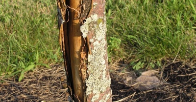 Que faire si l'écorce d'un pommier se détache : causes et traitement d'un tronc dénudé