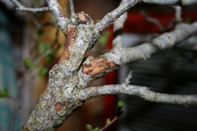 Que faire si l'écorce d'un pommier se détache : causes et traitement d'un tronc dénudé