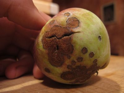 Tavelure du pommier : photos, description et traitement