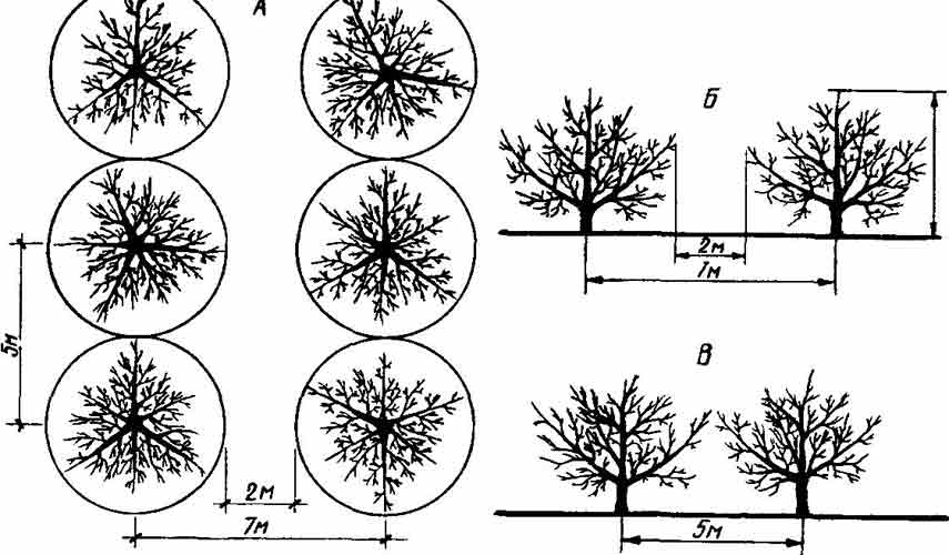 Planter un pommier au printemps dans la région de Leningrad : instructions étape par étape