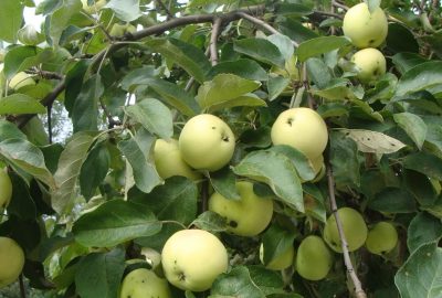 Planter un pommier au printemps dans la région de Leningrad : instructions étape par étape