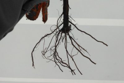 Comment choisir un jeune pommier à planter au printemps ou en automne