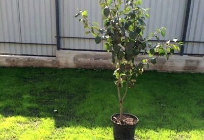 Comment choisir un jeune pommier à planter au printemps ou en automne