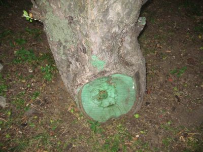 Comment choisir un jeune pommier à planter au printemps ou en automne