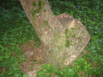 Comment choisir un jeune pommier à planter au printemps ou en automne