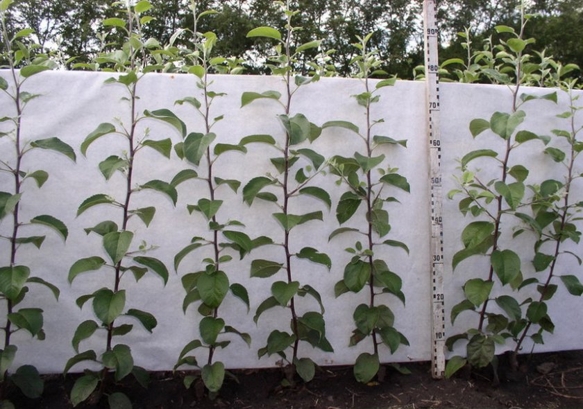 Comment choisir un jeune pommier à planter au printemps ou en automne