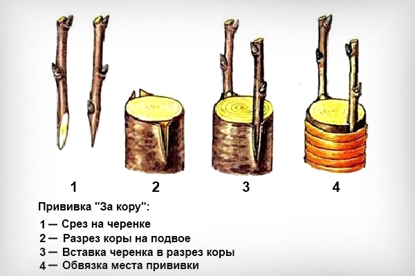 Greffage du pommier : un guide détaillé pour les débutants