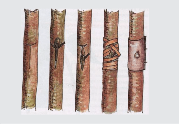 Greffage du pommier : un guide détaillé pour les débutants