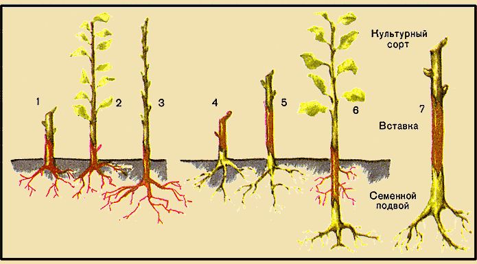 Greffage du pommier : un guide détaillé pour les débutants