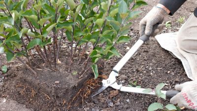 Greffage du pommier : un guide détaillé pour les débutants