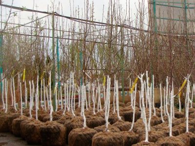 Greffage du pommier : un guide détaillé pour les débutants