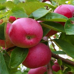 Pommier, cadeau pour les enfants : caractéristiques de la variété et entretien
