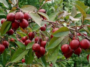 Pommier Makovetsky : caractéristiques de la variété et entretien